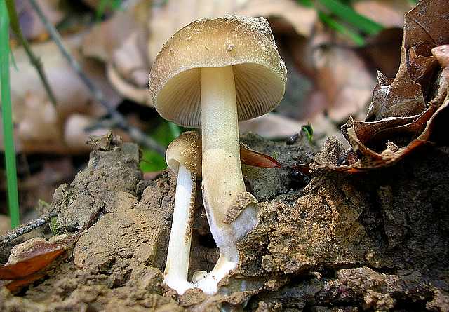 2005 :  Un anno di funghi